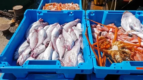 Blue containers with catch of sea fish, delicacies Video stock 98234370