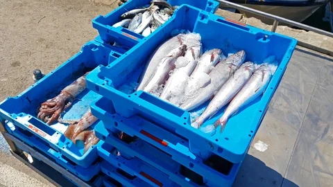 Blue containers with catch of sea fish, delicacies Video stock 98235566