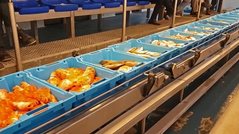 Blue containers with catch of sea fish, delicacies Video stock 98235922