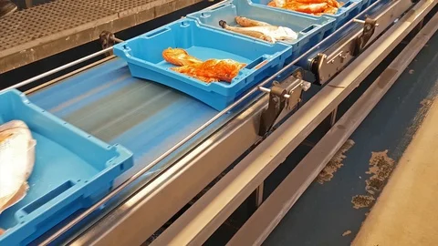 Blue containers with catch of sea fish, delicacies Video stock 98236239