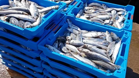 Blue containers with catch of sea fish, delicacies Video stock 98238477