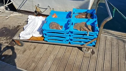 Blue containers with catch of sea fish, delicacies Video stock 98239051