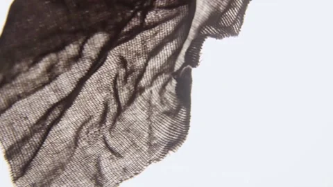 Blue coral polyps move gently in the underwater current Video stock 329752247