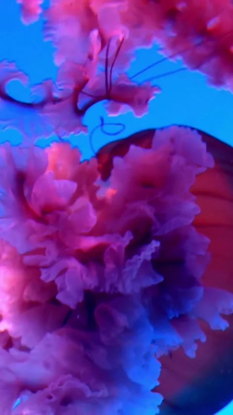 Blue coral polyps move gently in the underwater current Vidéo 331992154
