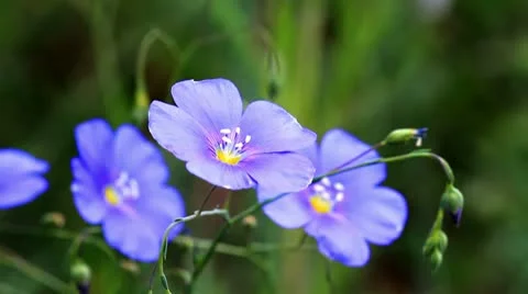 Blue Coreopsis. Видео 11138705