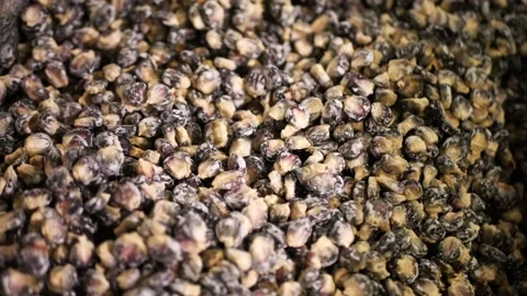 Blue corn is being nixtamalized for creating tortilla dough Stock Footage 203896989