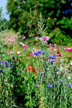 Blue corn flowers Stock Photos