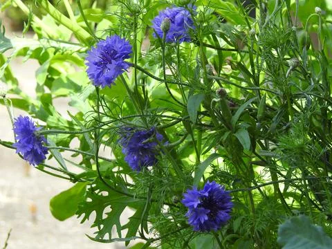 Blue corn flowers Stock Photos