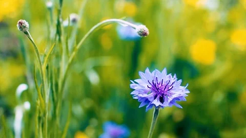 Blue Cornflower, also called Bachelor's Button, Swaying in the Field on a Win Stock Footage 116537610