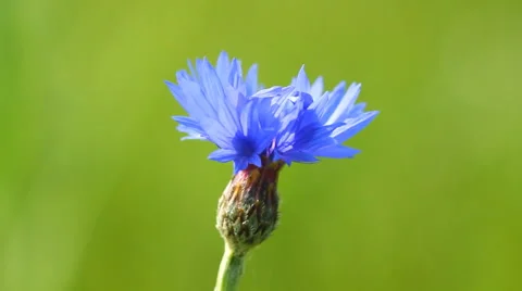 Blue cornflower and singing bird Video stock 47048677