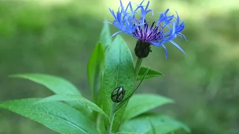 Blue cornflower on a background of grass Stock Footage