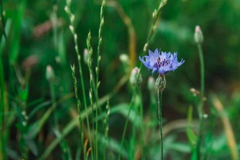 Blue cornflower on a background of grass Stock Photos