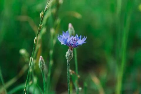 Blue cornflower on a background of grass Stock Photos