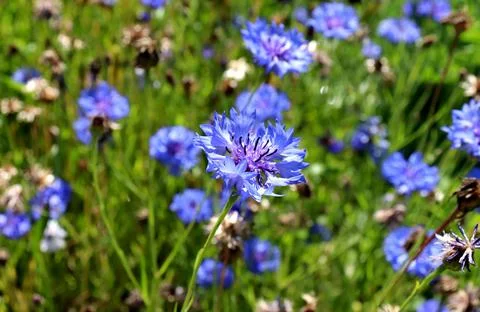 Blue cornflower on the background of other cornflowers and grass Stock Photos