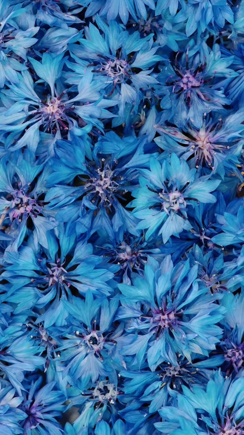 Blue Cornflower Background Vertical Video 스톡 동영상 345086952