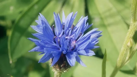 Blue cornflower blowing in the wind macro close up background stock footage Stock Footage 337878947