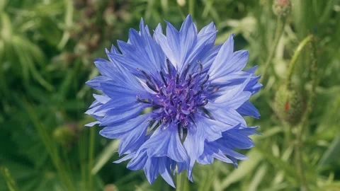 Blue cornflower blowing in the wind macro close up background stock footage Stock Footage 337878958