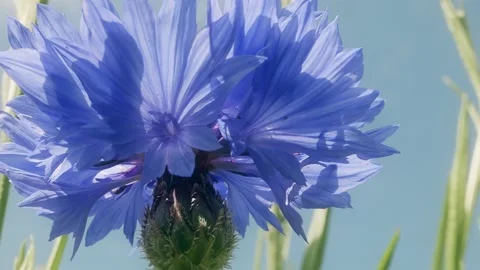 Blue cornflower blowing in the wind macro close up background stock footage Stock Footage 337878960