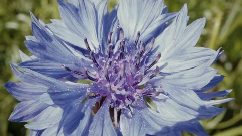 Blue cornflower blowing in the wind macro close up background stock footage 動画素材 337879190