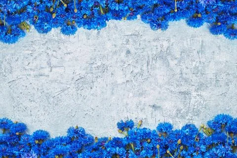 Blue Cornflower border on blue background. Top view, copy space. Summer Foto stock
