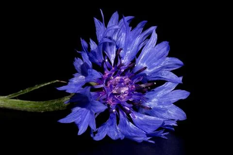 Blue cornflower (Centaurea cyanus) on a black background. Poster. Stock Photos