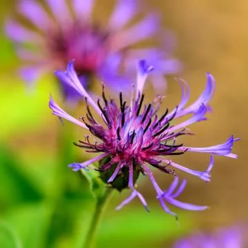 Blue Cornflower centaurea cyanus Stock Photos