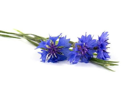 Blue cornflower (Centaurea cyanus) on a white background. Poster. Stock Photos