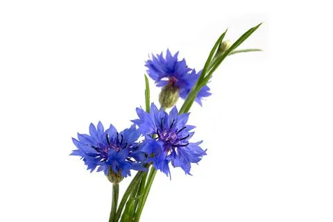 Blue cornflower (Centaurea cyanus) on a white background. Poster. Stock Photos