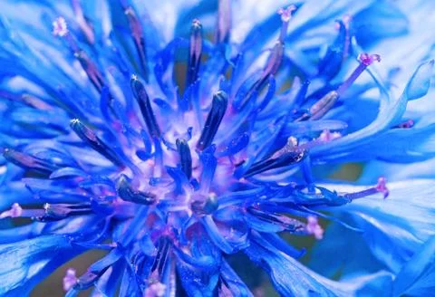 Blue cornflower close up as abstract background Stock Photos