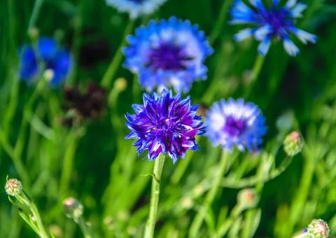 Blue cornflower close-up on the green background Stock Photos
