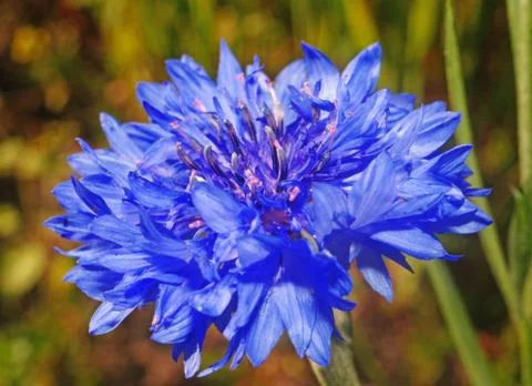 Blue cornflower close up Stock Photos