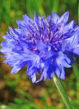 Blue cornflower close up Stock Photos