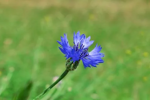 Blue cornflower in a field, close-up. Stock Photos