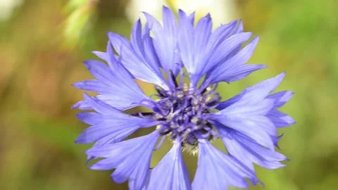 A blue cornflower on the field is swaying in the wind. flower in a meadow. Video stock 155239239