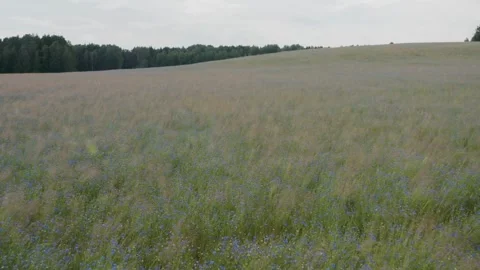 Blue cornflower field swaying in wind under cloudy sky Stock Footage 333876245