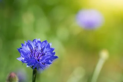 Blue cornflower flower close up Stock Photos