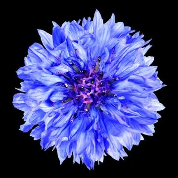 Blue Cornflower Flower Isolated on Black Background 写真素材