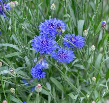 Blue cornflower flower Foto stock
