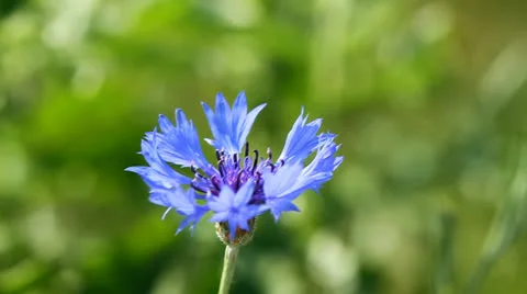 Blue Cornflower Vidéo 23683342