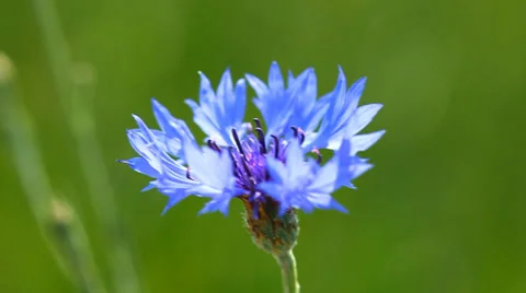 Blue cornflower Stock Footage 34901318
