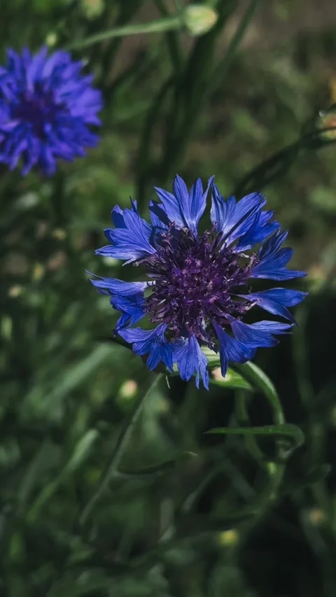Blue cornflower gently swaying in summer breeze, 4K garden nature footage 库存影片 340391850