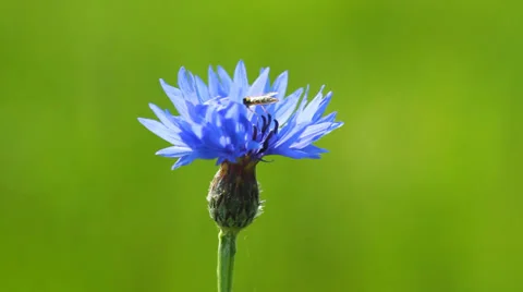 Blue cornflower on the green background and Insect Video stock 38435836