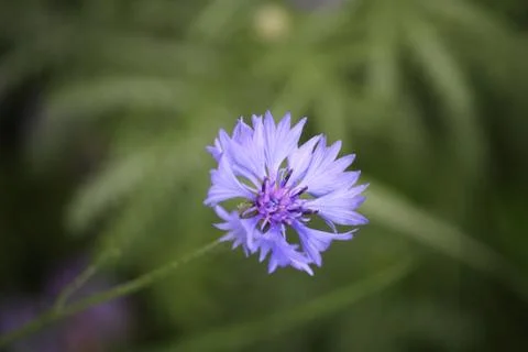 Blue Cornflower with a green background Foto stock