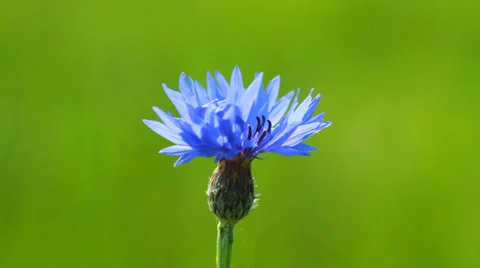 Blue Cornflower on the green background with slider Video stock 38304490