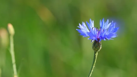 Blue cornflower on the green grass background Stock Footage 90830425