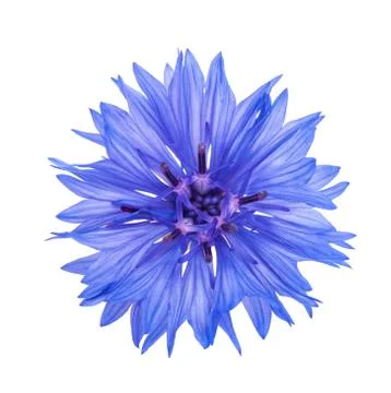 Blue cornflower head Stock Photos