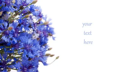 Blue cornflower Stock Illustration