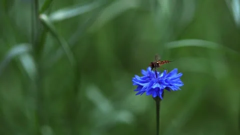 Blue Cornflower With Insect In A Field Stock Footage 341505199