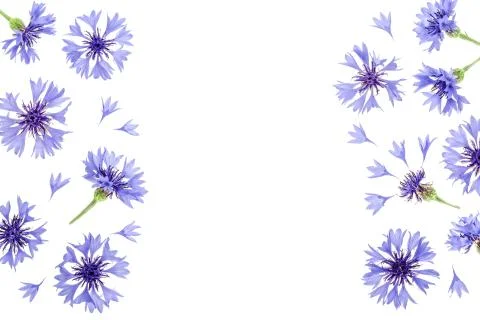 Blue cornflower isolated on white background with copy space for your text. Top Foto stock