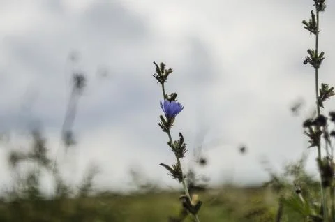Blue cornflower on a meadow in the summer. Selective focus. Stock Photos